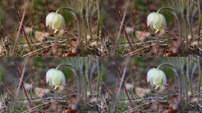 选择性聚焦视频集-浅黄色的白头翁花 (白头翁东方-西伯利亚，白头翁)。春季开花植物
