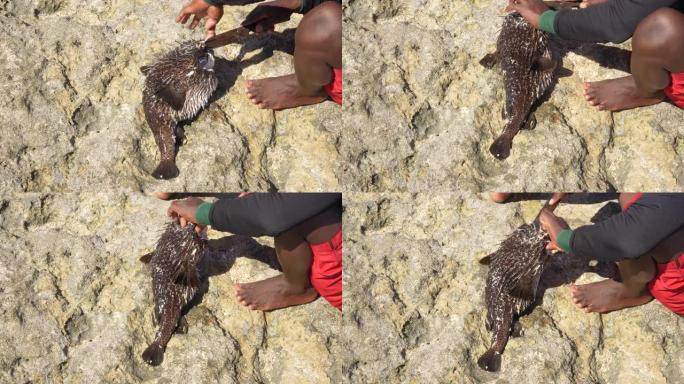 当地马达加斯加渔民正在清理刚捕获的河豚，小心翼翼地移动它以避免刺，用刀切割头部区域