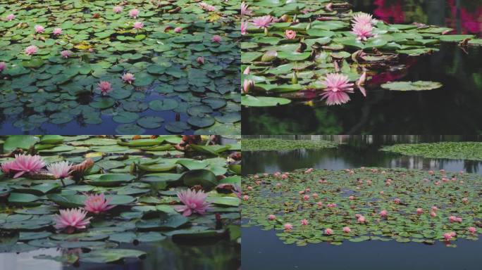 公园湖中的粉睡莲