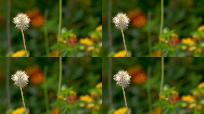 一朵干燥的攀爬的wedelia花