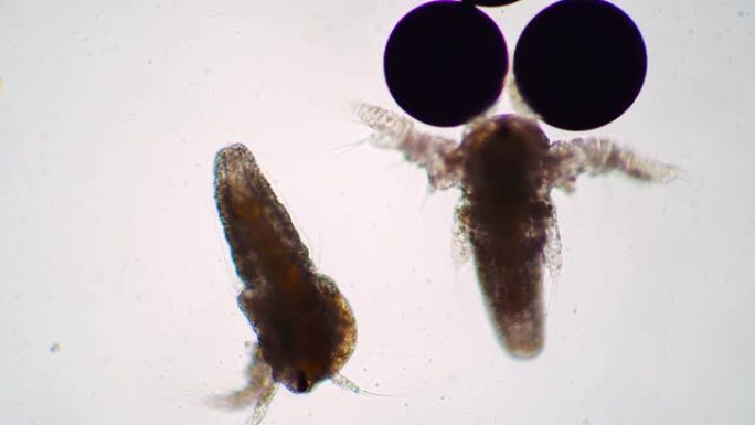 卤虫的两个小幼虫在显微镜下靠近卵移动