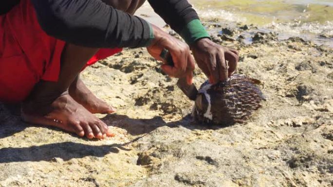 当地马达加斯加渔民正在海滩上用刀清理刚捕到的河豚鱼。细枝末节到他的手光脚和鱼