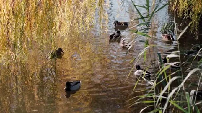 美丽的鸭子在柳树下的池塘里游泳