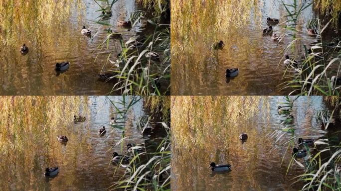 美丽的鸭子在柳树下的池塘里游泳