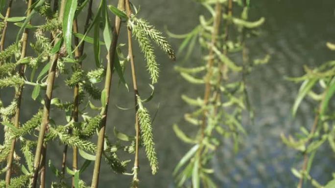 柳树树枝在水面上