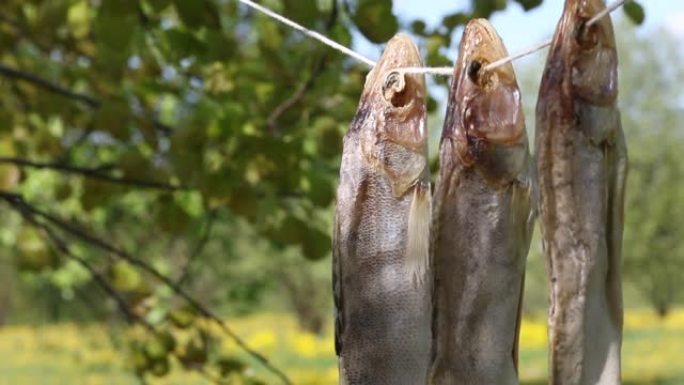 三只干的鲈鱼挂在树之间的绳子上。特写镜头。河鱼的加工。世界渔业日。