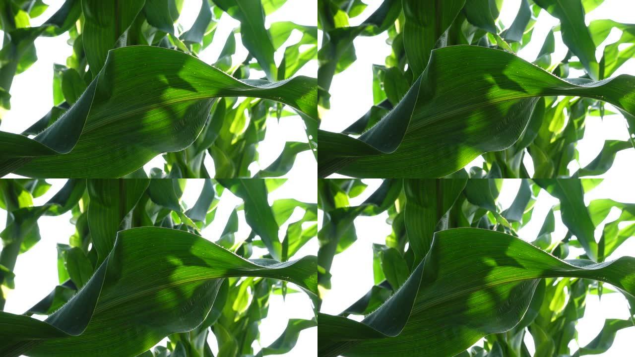阳光低视角下玉米叶脉宏观摄影