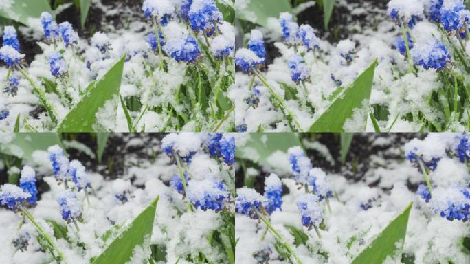 雪下的蓝色麝香花