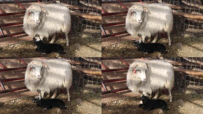 母羊在科罗拉多州的一个牧场舔干净的新生羔羊