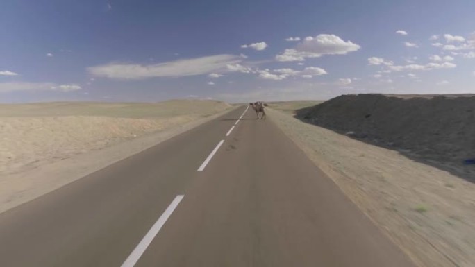 在蒙古开车时拍摄的骆驼十字路口