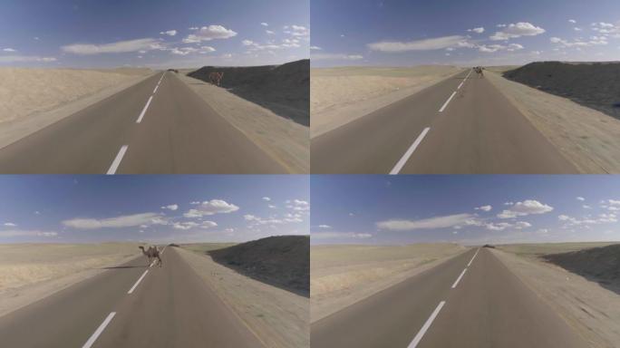 在蒙古开车时拍摄的骆驼十字路口