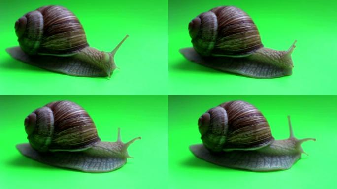 绿色屏幕上蜗牛的特写。蜗牛在绿色屏幕上移动。