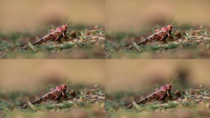 蝗虫或蚱蜢的特写