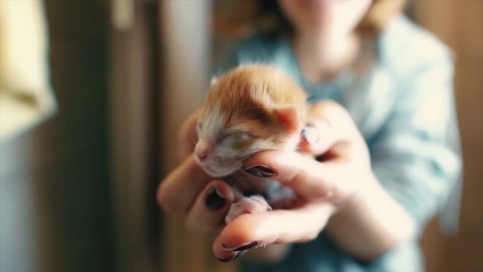 可爱的未打开的小猫在女人的手中。新生的小猫和人类的友谊，