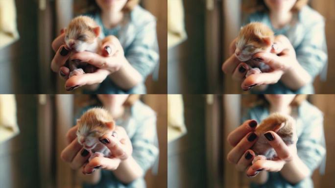 可爱的未打开的小猫在女人的手中。新生的小猫和人类的友谊，