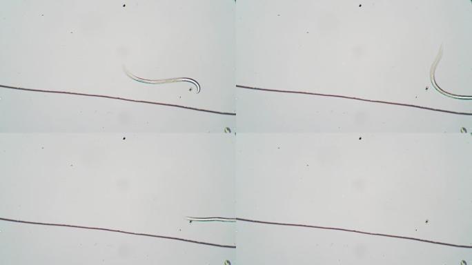 线虫在水边附近摆动，放大后游走