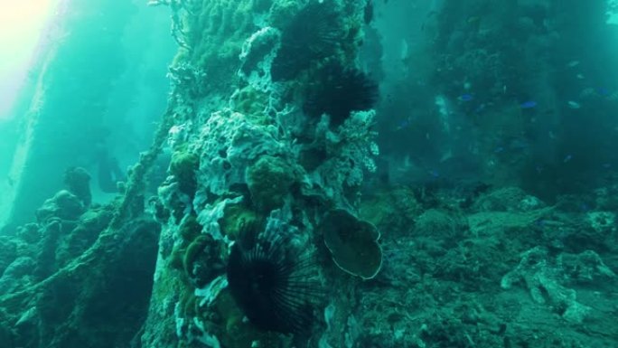 潜水潜水员与珊瑚和其他海洋生物一起探索海洋码头的下侧