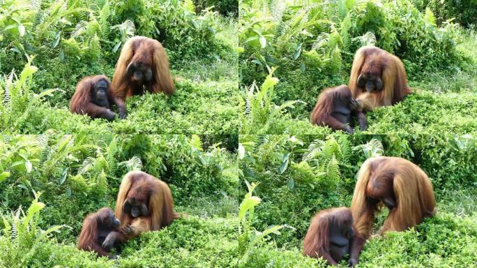 猩猩男子清洁妻子的眼睛婆罗洲印度尼西亚