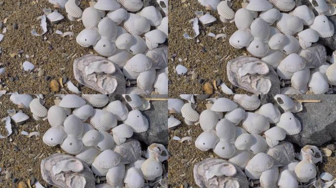 日本太平洋沙质岸边白色大贝壳