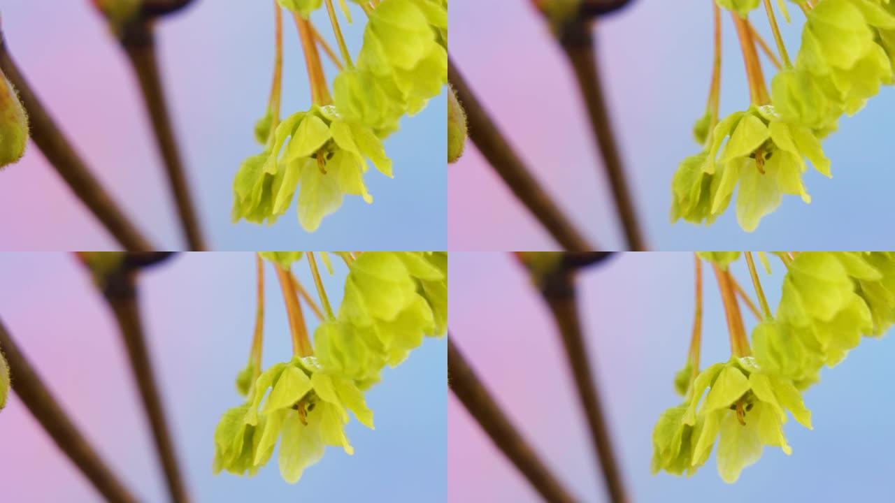 挪威枫树花的垂青花瓣