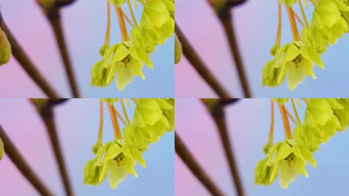 挪威枫树花的垂青花瓣