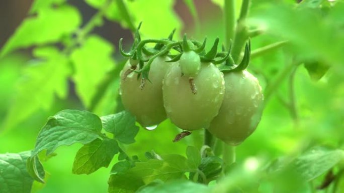 番茄植物番茄种植番茄品种番茄市场
