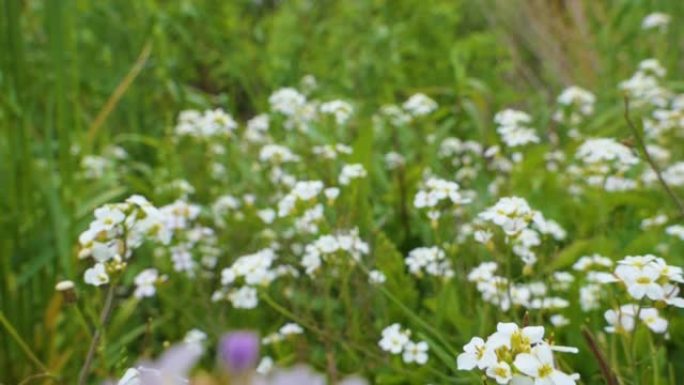 大风晴天，绿色草地上有白色花朵的小野花。慢动作。白色雏菊花田野草地。清新的绿色草地和盛开的野花。夏季