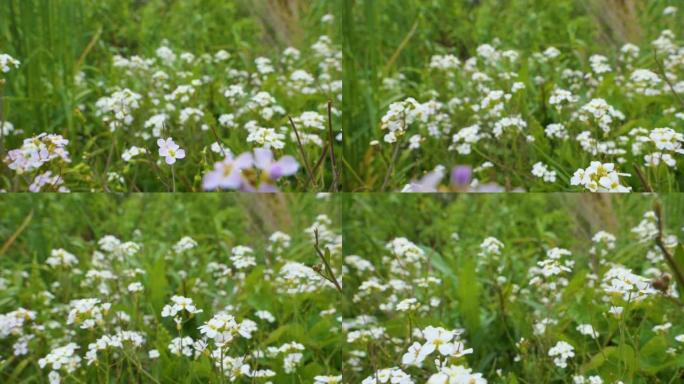 大风晴天，绿色草地上有白色花朵的小野花。慢动作。白色雏菊花田野草地。清新的绿色草地和盛开的野花。夏季