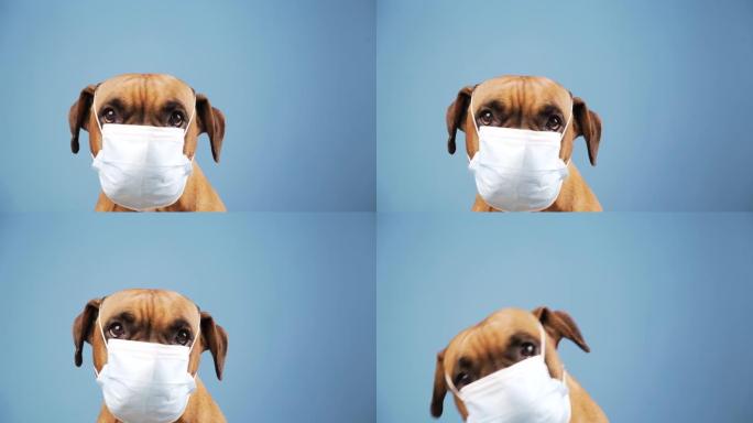 鼻子上戴着流感面具的拳击手狗。复制空间