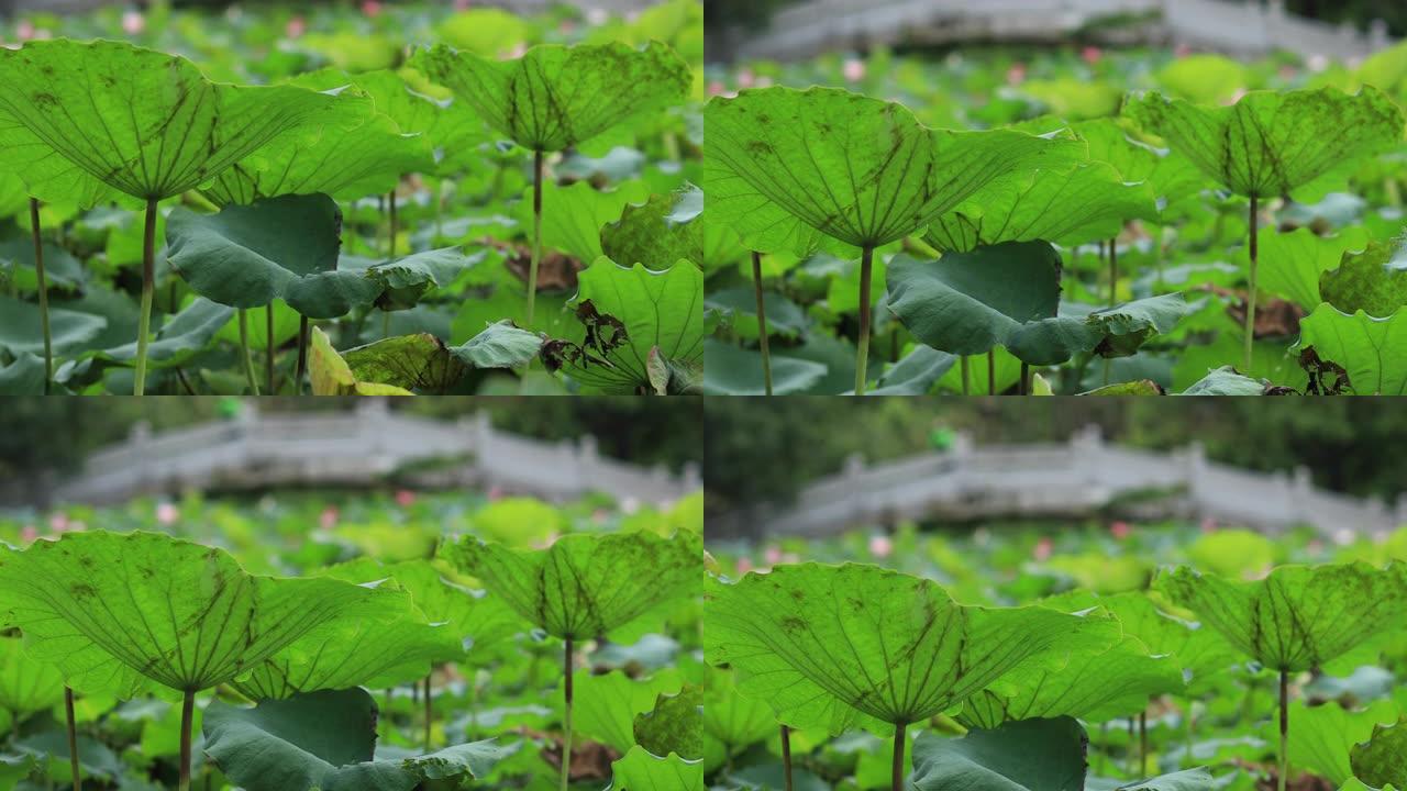 池塘绿叶莲花