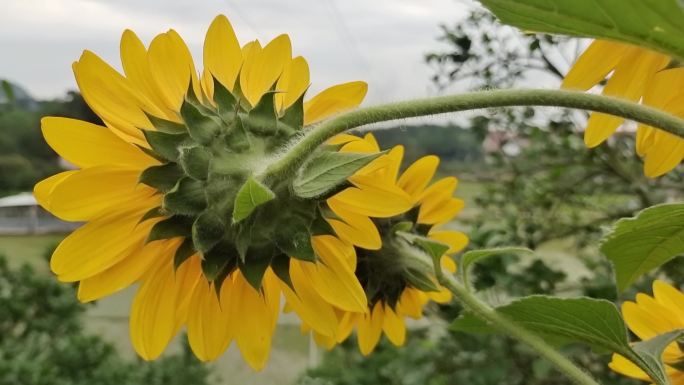 向日葵向阳花太阳花葵花地葵花花海绿色植物