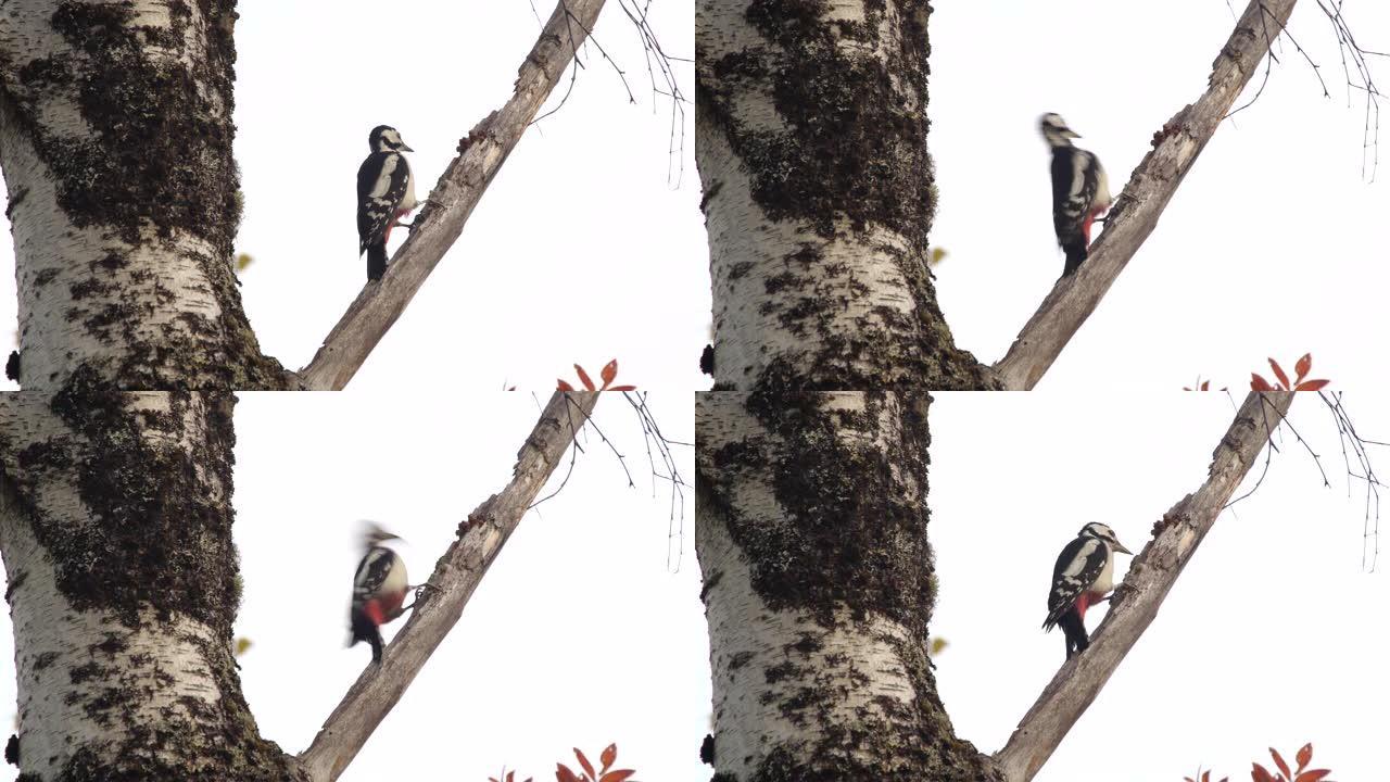 大斑啄木鸟 (Dendrocopos major) -阿尔泰自然保护区