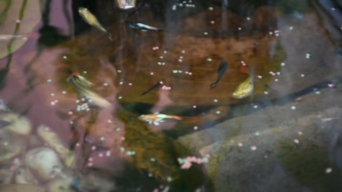 孔雀鱼或百万鱼和彩虹鱼在水中游泳并食用食物