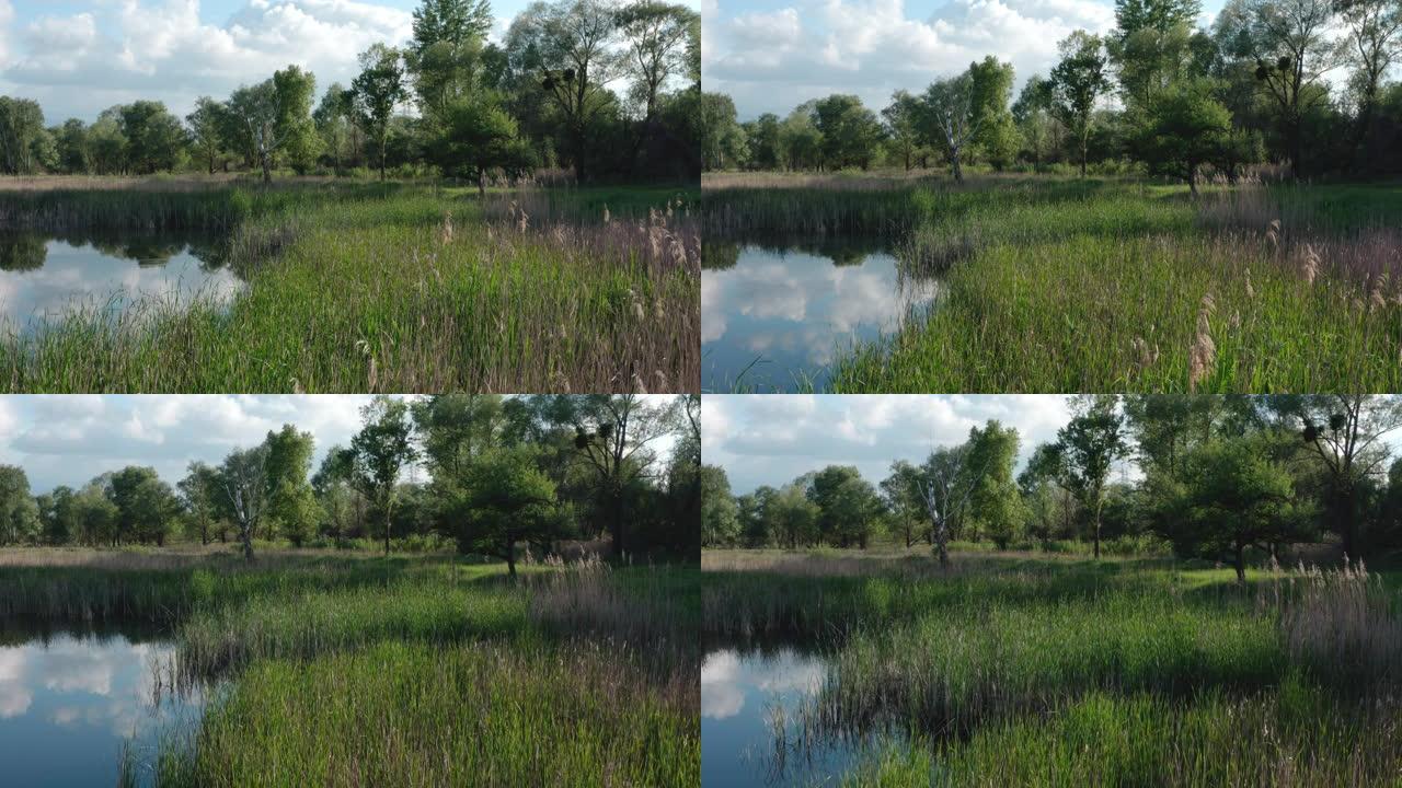 绿草成荫的沼泽。鸟瞰图。有芦苇的树木繁茂的湖泊