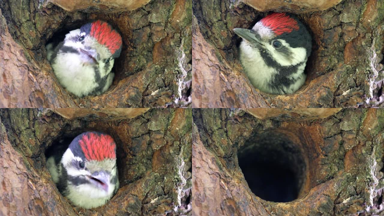 树洞里的啄木鸟小鸡。