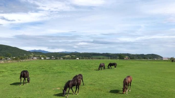 在日本北海道浦川町的牧场上放牧赛马的景色。北海道日高区被称为日本竞赛马匹的生产地。