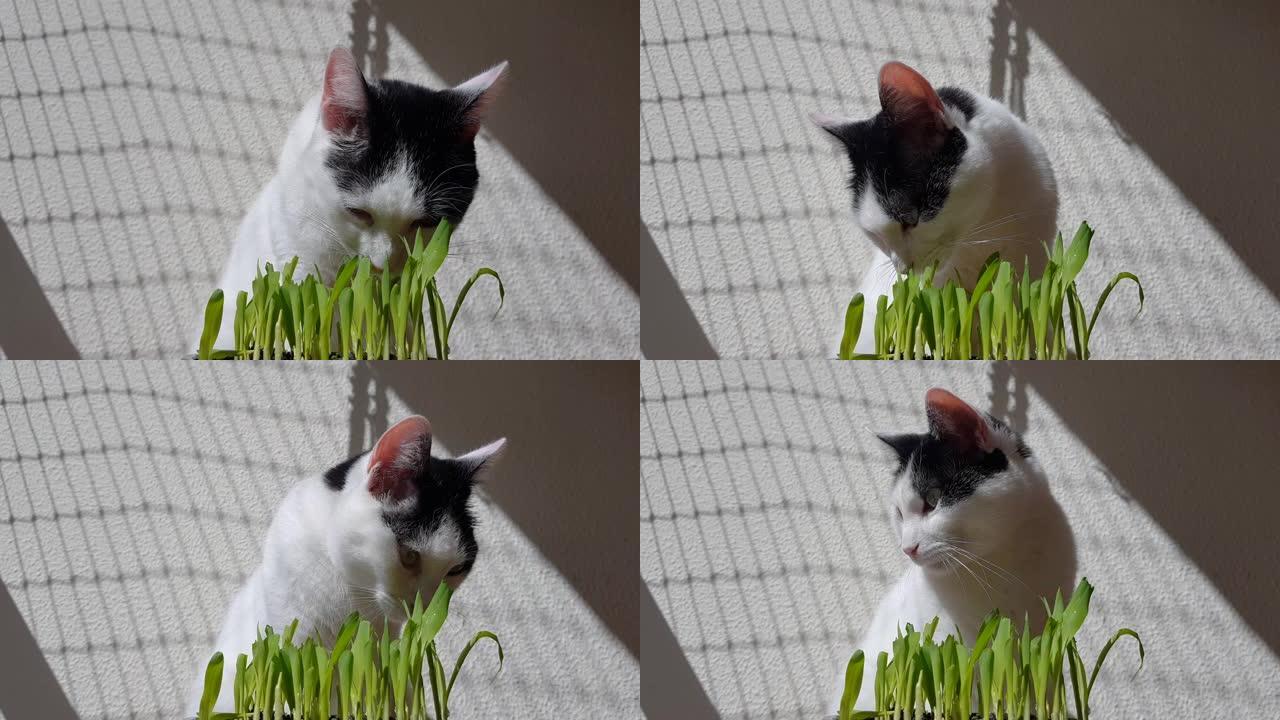 猫在阳光下吃草。