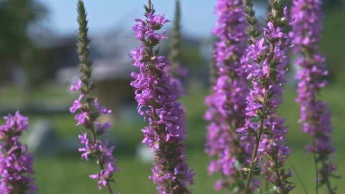 紫色花朵与蜜蜂特写视频