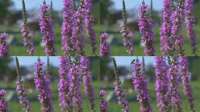 紫色花朵与蜜蜂特写视频