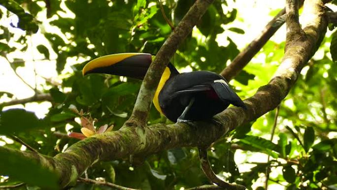美丽的异国情调的巨嘴鸟在热带树上高高飞翔-高清