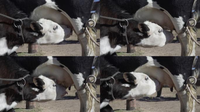 小牛从母亲的乳房中喝牛奶