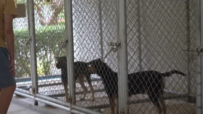 亚洲女孩和她的兄弟在笼子里看着无家可归的狗，慢动作。