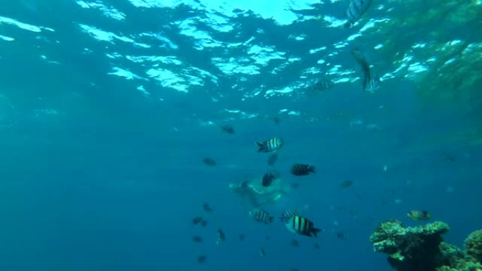 印度太平洋中士鱼学校(Abudefduf vaigiensis)游泳与其他物种的鱼在蓝色的水附近的彩