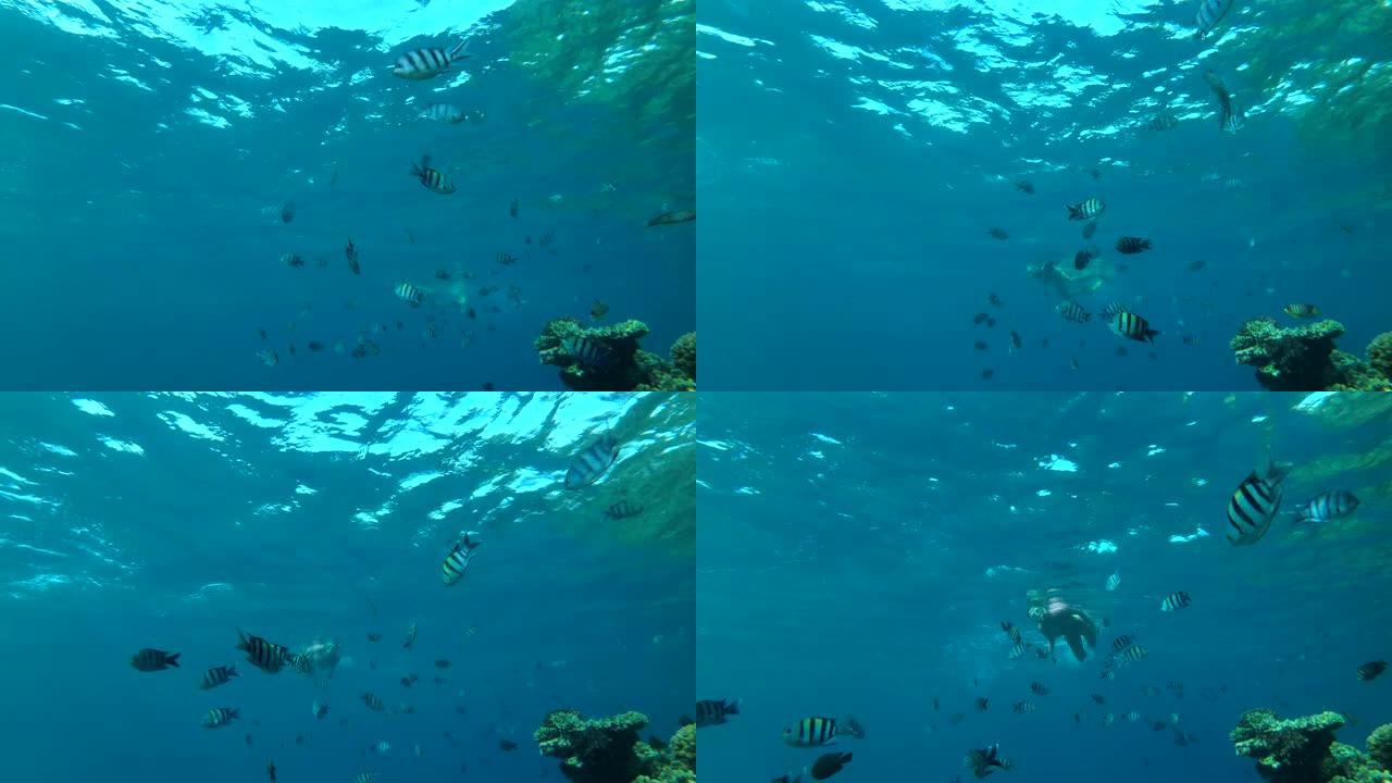 印度太平洋中士鱼学校(Abudefduf vaigiensis)游泳与其他物种的鱼在蓝色的水附近的彩