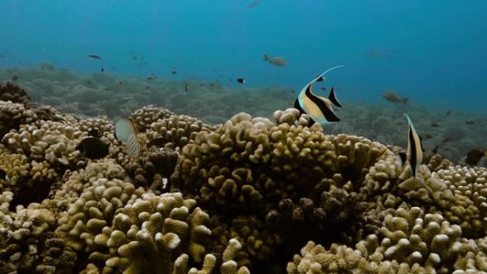 太平洋上的摩尔人偶像鱼。海洋中珊瑚礁附近有一条鱼的水下生活。在清澈的水中潜水4K