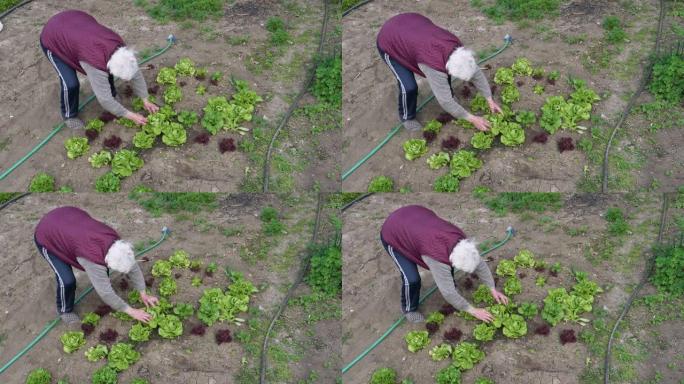 积极照顾菜园的高级妇女。检查绿色沙拉幼苗。
