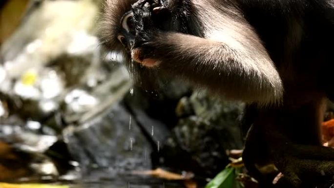 泰国大自然中南方眼镜叶猴饮用水的场景慢动作，野外动物的场景真实