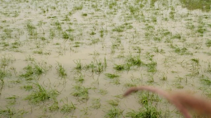 暴风雨过后的稻田洪灾洪涝灾难