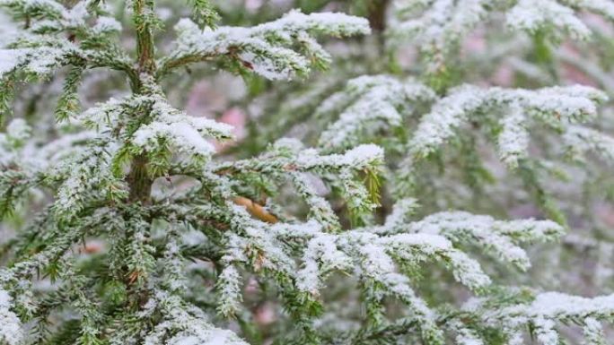 可爱的冬天风景，雪落在杉木树枝上