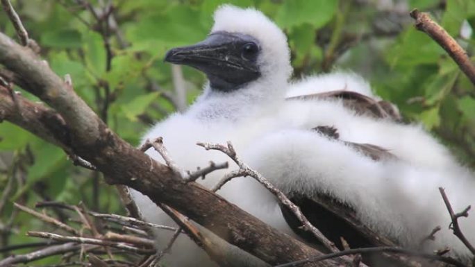 厄瓜多尔加拉帕戈斯国家公园热那亚岛上的红色-footy booby chick